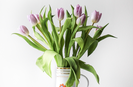 Tulipán vázában