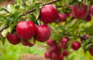 alma felhasználása ősszel