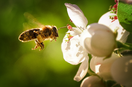 méhek tavasszal