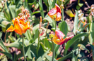 Vissza lehet metszeni az elnyílt tulipánokat?