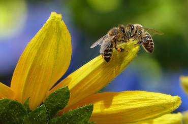 Védjük meg a méheket