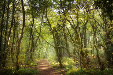 Változások az erdőgazdálkodás jogszabályaiban
