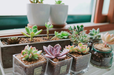 Csináld magad mini kert kaktuszból - tippek és ötletek tavaszra