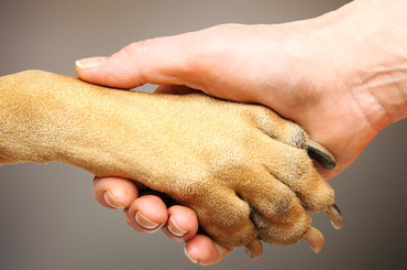 Kutya és ember - minben hasonlít a kutya mancs kezünkre