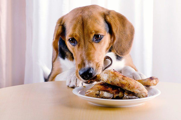 Ezek a kutyák számára mérgező ételek