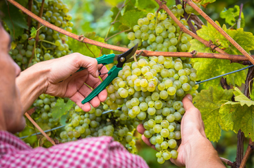 A szőlő metszése - Szakértői tanácsok a szőlő metszéséhez (Példa)