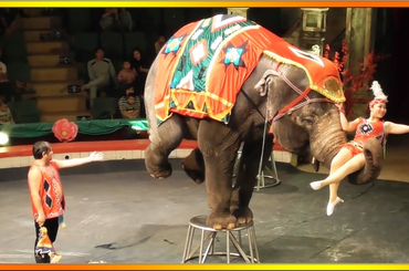 Tilos vadállatokat cirkuszban szerepeltetni