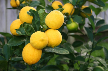 A citromfa metszése – Szakértői tanácsok a citromfa metszéséhez