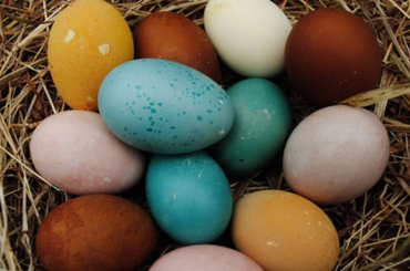 Színes tojásokat tojó tyúkfajták