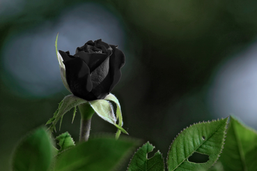 Nem is léteznek a halfeti fekete rózsák?