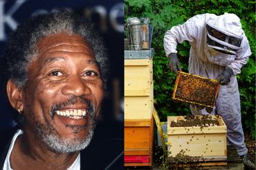 A méhek köszönik Morgan Freeman tettét