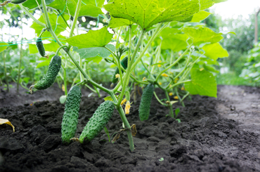 Az uborka termesztése – Tudnivalók mindenkinek