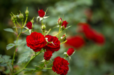 Tudj meg mindent a rózsa szaporításáról