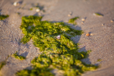 Minden a zöld homok felhasználásáról