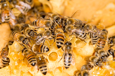 Méhek védelmében tanösvény