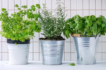Így nevelj otthon a lakásban fűszernövényeket