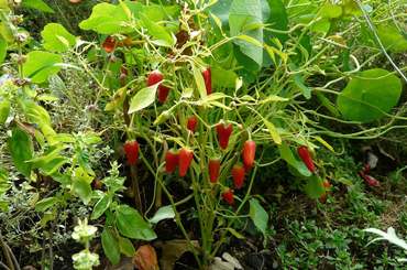 A paprika növénytársításáról tudhatsz meg mindent