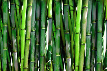 Bambusz a kertben: minden, amit tudnod érdemes