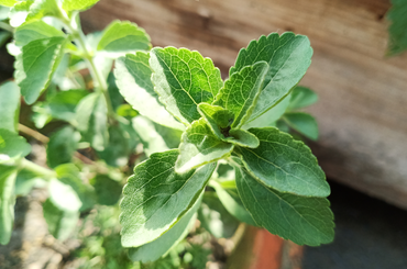 Stevia: a növény, amely megédesíti az ételt