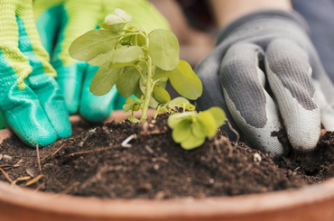 Konténerkertészet kezdőknek: Tippek a zöldségtermesztéshez