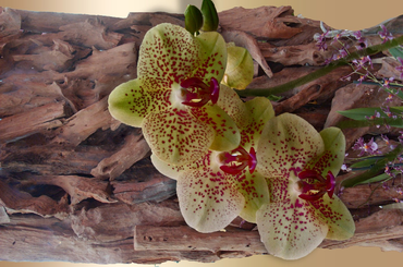Tippek az orchidea átültetéséhez