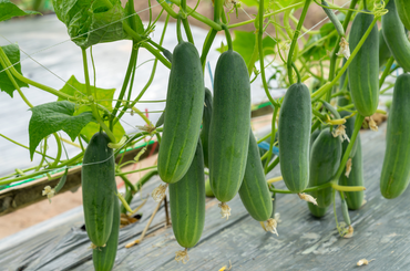1 négyzetméteren termeszthetsz rekord mennyiségű uborkát