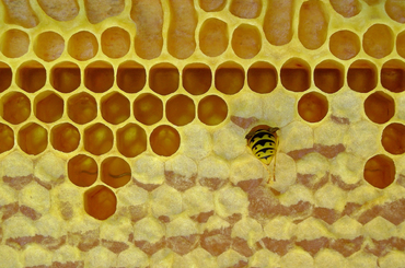 Méhviasz: a méhek értékes kincse