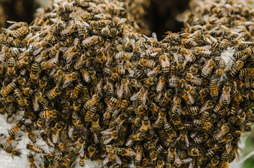 Méhtámadás elleni teendők