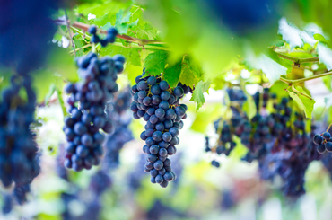 Ismerjétek meg a szőlő jótékony hatásait