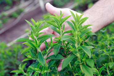 Hasznos tudnivalók a stevia neveléséről