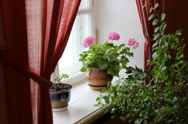 Így nevelhetsz a muskátliból egész évben virágzó szobanövényt