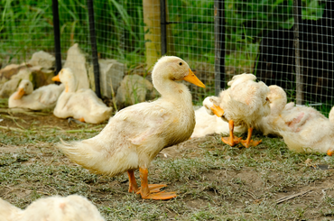 Így tenyéssz gazdaságosan kacsákat a húsukért