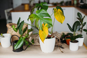 Sárgul a szobanövény levele – Mi az oka, mit tehetünk? Szakértőnk segít! 