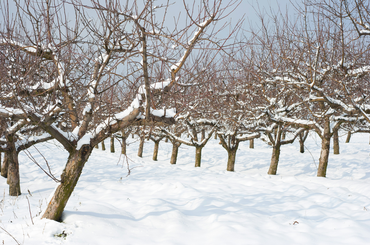 Tudj meg mindent a gyümölcsfák téli ápolásáról