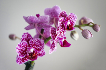 Mit érdemes tudni az orchideák tartásáról?