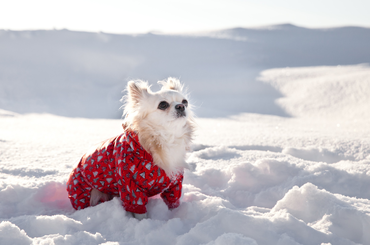 Kell-e a kutyusoknak télen kiskabát?