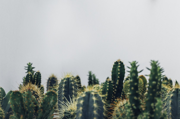A fügekaktusz egy télálló kaktusz