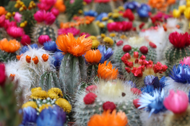 Hogyan gondozd a télálló kaktuszokat?