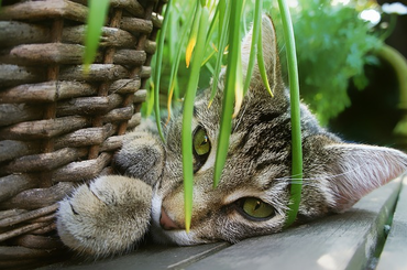 Macska növénnyel