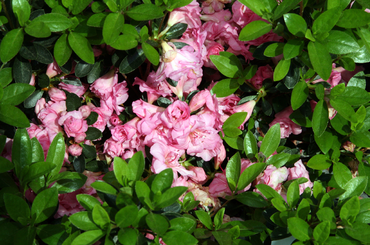 Törpe rhododendron