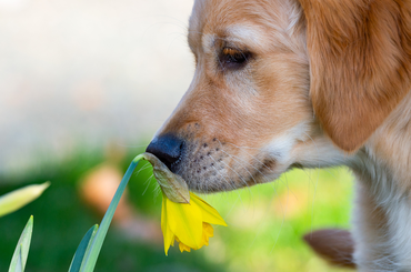 Ez a 6 népszerű tavaszi virág mérgező a kutyák számára