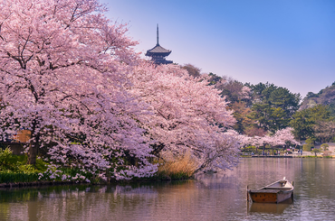japán cseresznyevirág