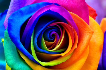 így készíthetsz otthon szivárvány színű rózsákat