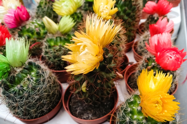 Kaktuszok virágoztatása 