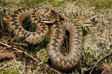 Ismerd meg a magyarországi kígyófajtákat