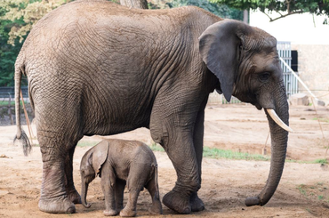 Afrika kis elefánt Nyíregyháza
