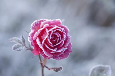 rózsa télen