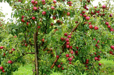 Az almafa ültetése