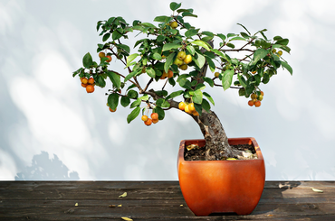 Tanácsok bonsai gyümölcsfákhoz