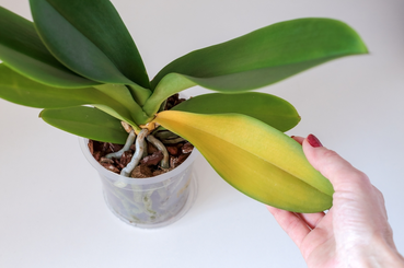 Miért sárgul az orchidea levele?